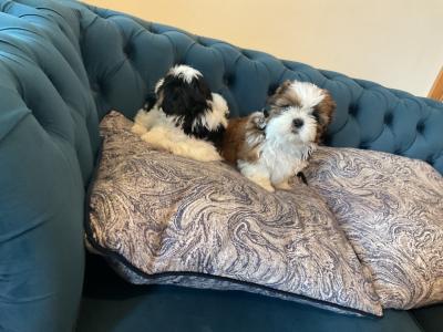 Beautiful Shih Tzu pups for sale