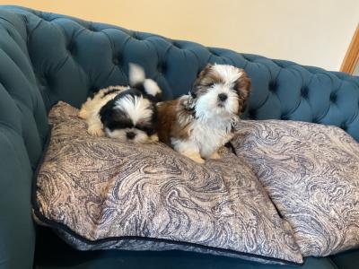 Beautiful Shih Tzu pups for sale