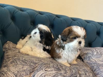 Beautiful Shih Tzu pups for sale
