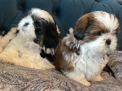 Beautiful Shih Tzu puppies for sale in Cork