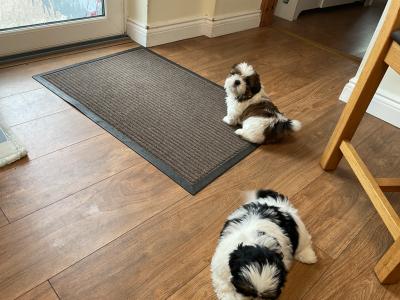 Beautiful Shih Tzu pups for sale