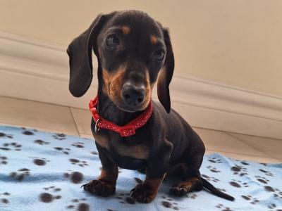 ✨️LAST PUPPY AVAILABLE✨️ Miniature Dachshund puppies in Dublin