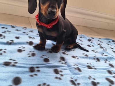 ✨️LAST PUPPY AVAILABLE✨️ Miniature Dachshund puppies in Dublin