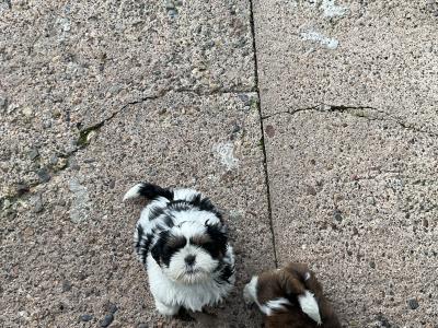 Beautiful Shih Tzu pups for sale