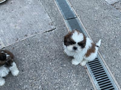 Beautiful Shih Tzu pups for sale