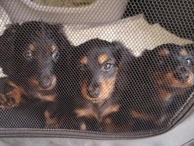 Long haired miniature Dachshunds