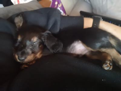 Long haired miniature Dachshunds