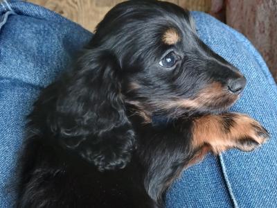 Long haired miniature Dachshunds
