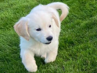 Gorgeous male Golden Retriever puppy in Carlow 🐶