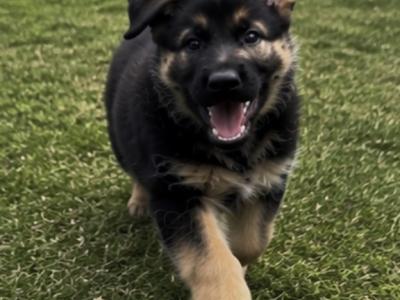 Purebred German Shepherd puppies in Clare, looking for their new home - Fido & Europetnet registered