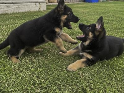 Purebred German Shepherd puppies in Clare, looking for their new home - Fido & Europetnet registered