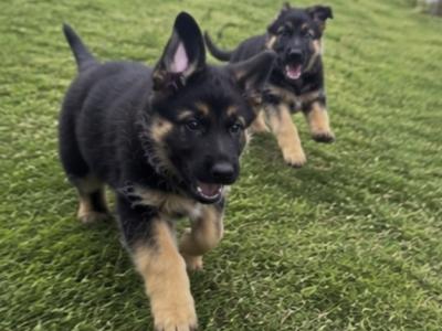 Purebred German Shepherd puppies in Clare, looking for their new home - Fido & Europetnet registered