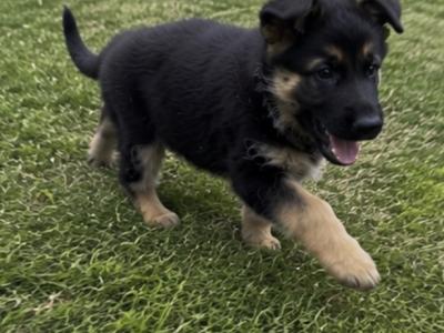 Purebred German Shepherd puppies in Clare, looking for their new home - Fido & Europetnet registered