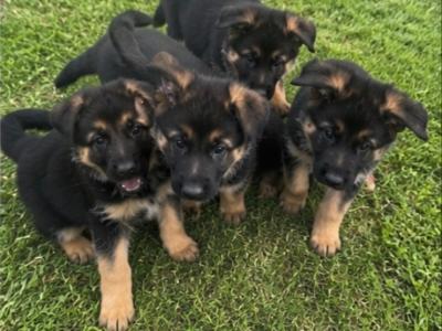 Purebred German Shepherd puppies in Clare, looking for their new home - Fido & Europetnet registered