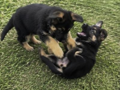 Purebred German Shepherd puppies in Clare, looking for their new home - Fido & Europetnet registered