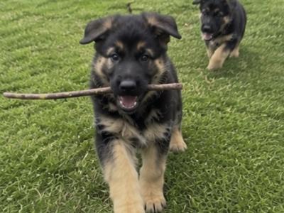 Purebred German Shepherd puppies in Clare, looking for their new home - Fido & Europetnet registered