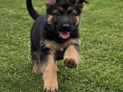 Purebred German Shepherd puppies in Clare, looking for their new home - Fido & Europetnet registered