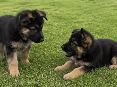 Purebred German Shepherd puppies in Clare, looking for their new home - Fido & Europetnet registered