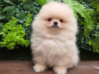 Charming IKC Registered male Pomeranian puppy left in Laois