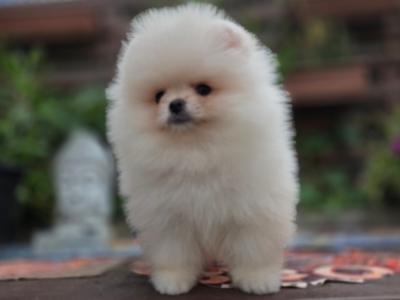 Pomeranian male