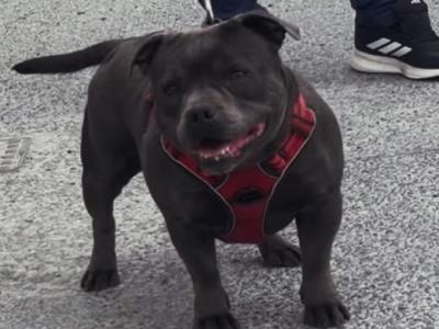 IKC Registered male Staffordshire Bull Terrier puppy in Tipperary