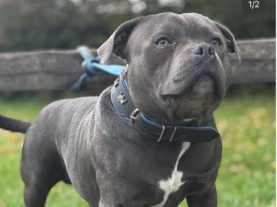 IKC Registered male Staffordshire Bull Terrier puppy in Tipperary