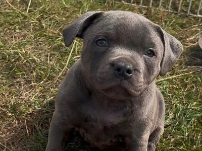 IKC Registered male Staffordshire Bull Terrier puppy in Tipperary