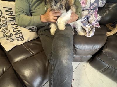 Friendly female Shih Tzu puppy in Westmeath