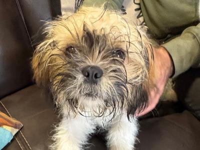 Friendly female Shih Tzu puppy in Westmeath