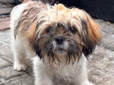 Friendly female Shih Tzu puppy in Westmeath