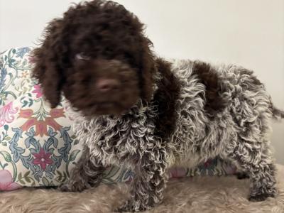 1 Male REMAINING Lagotto Romagnolo (Italian Water dog) puppies in Down