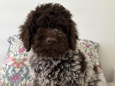 1 Male REMAINING Lagotto Romagnolo (Italian Water dog) puppies in Down