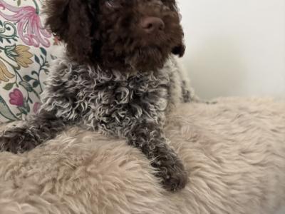 1 Male REMAINING Lagotto Romagnolo (Italian Water dog) puppies in Down