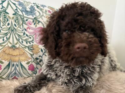 1 Male REMAINING Lagotto Romagnolo (Italian Water dog) puppies in Down