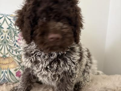 1 Male REMAINING Lagotto Romagnolo (Italian Water dog) puppies in Down