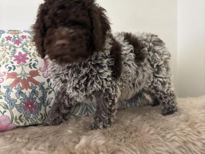 1 Male REMAINING Lagotto Romagnolo (Italian Water dog) puppies in Down