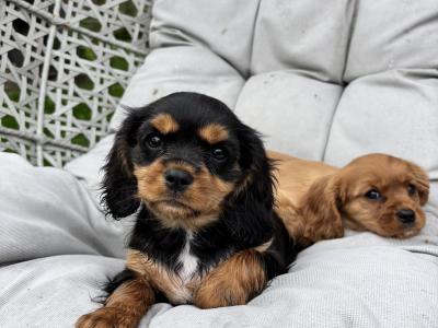 Cavalier King Charles puppies in Wicklow - No heart murmur