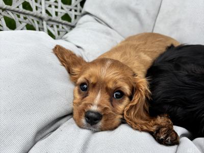 Cavalier King Charles puppies in Wicklow - No heart murmur