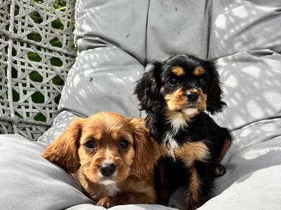 Cavalier King Charles puppies in Wicklow - No heart murmur