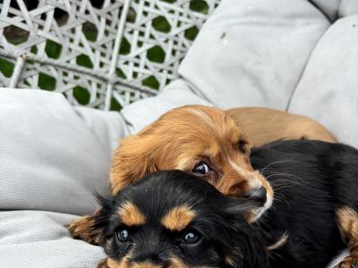 Cavalier King Charles puppies in Wicklow - No heart murmur