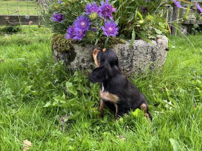Cavalier King Charles puppies in Wicklow - No heart murmur
