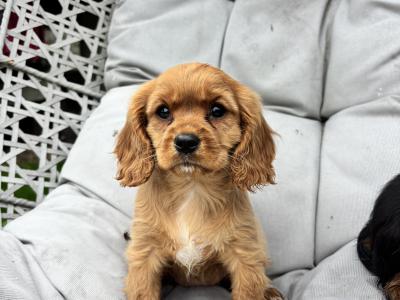 Cavalier King Charles puppies in Wicklow - No heart murmur