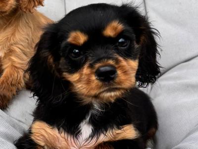 Cavalier King Charles puppies in Wicklow - No heart murmur
