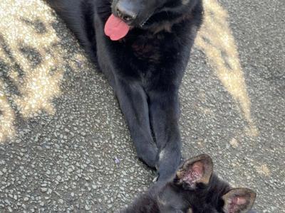 Stunning Black & Tan German Shepherd puppies in Wexford