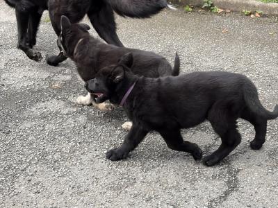 Stunning Black & Tan German Shepherd puppies in Wexford