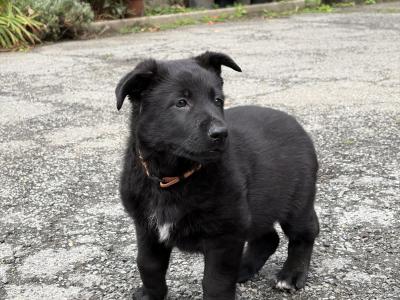 Stunning Black & Tan German Shepherd puppies in Wexford