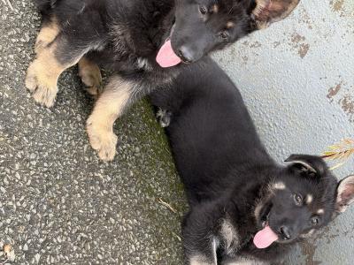 Stunning Black & Tan German Shepherd puppies in Wexford