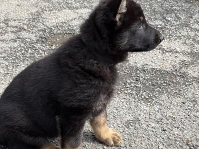 Stunning Black & Tan German Shepherd puppies in Wexford
