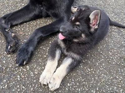 Beautiful German Shepherd puppies in Wexford