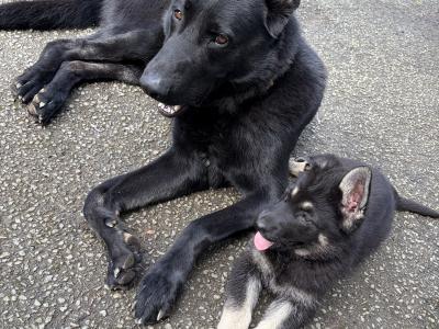 Stunning Black & Tan German Shepherd puppies in Wexford